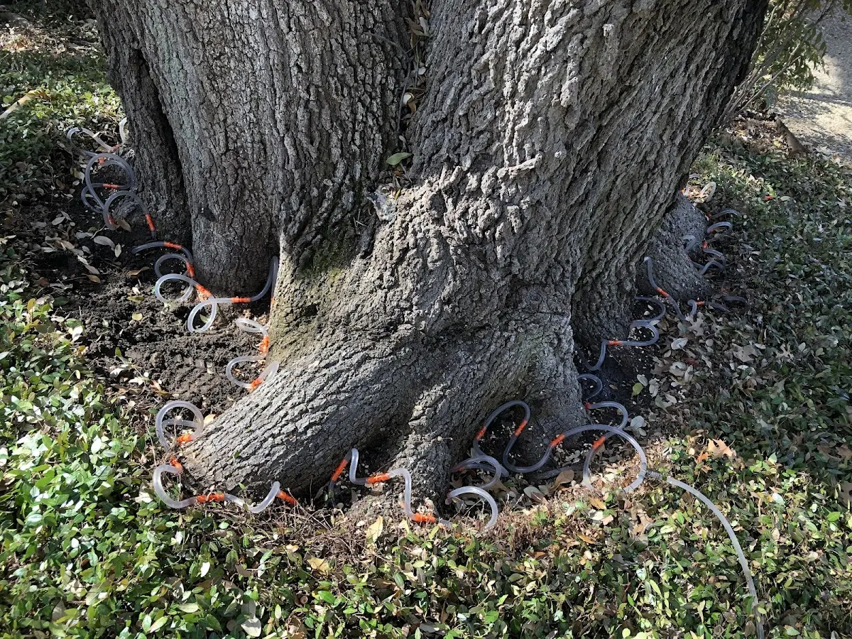 Detailed Tree Cabling and Bracing job site in Stanfield